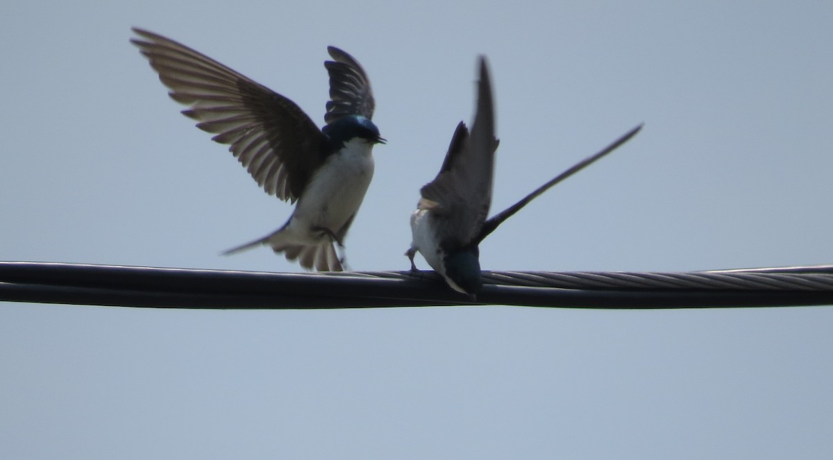 Tree Swallow - ML585219141