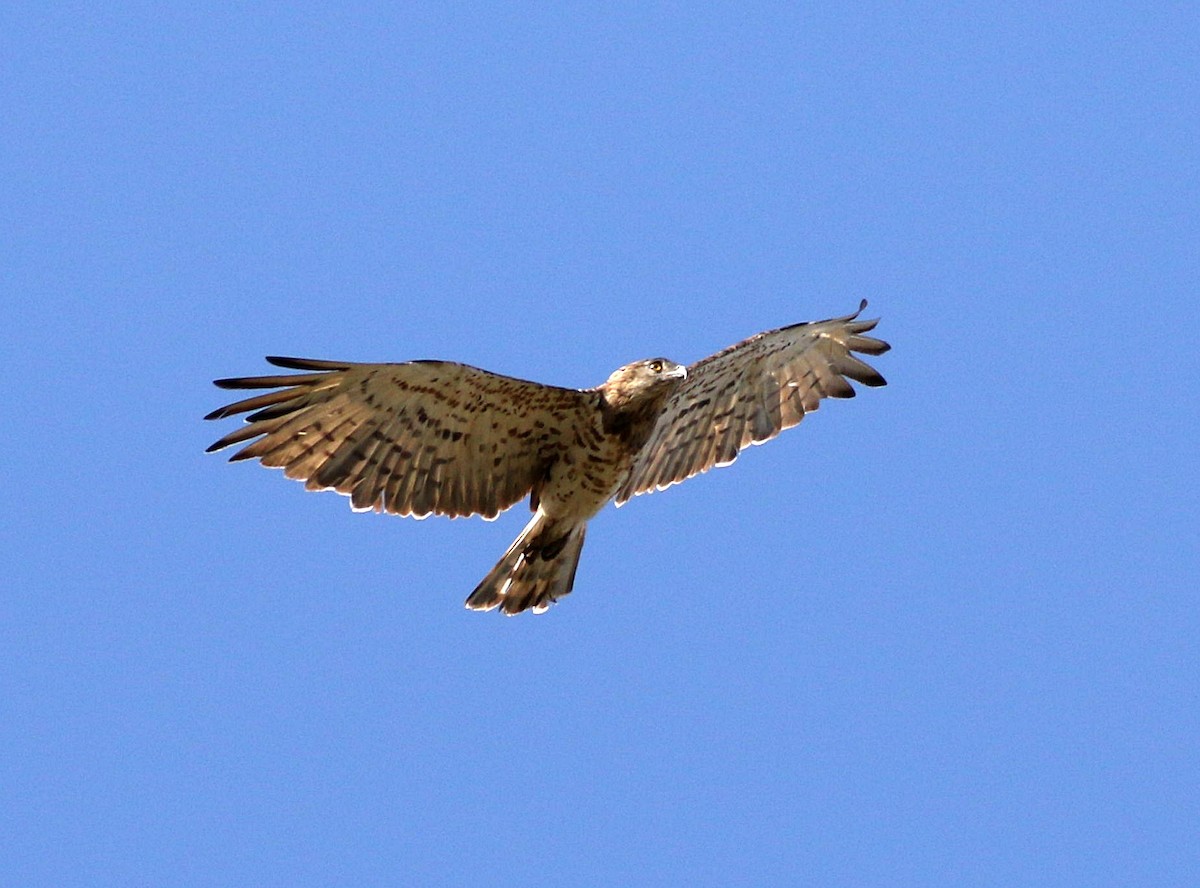 Short-toed Snake-Eagle - ML585219341