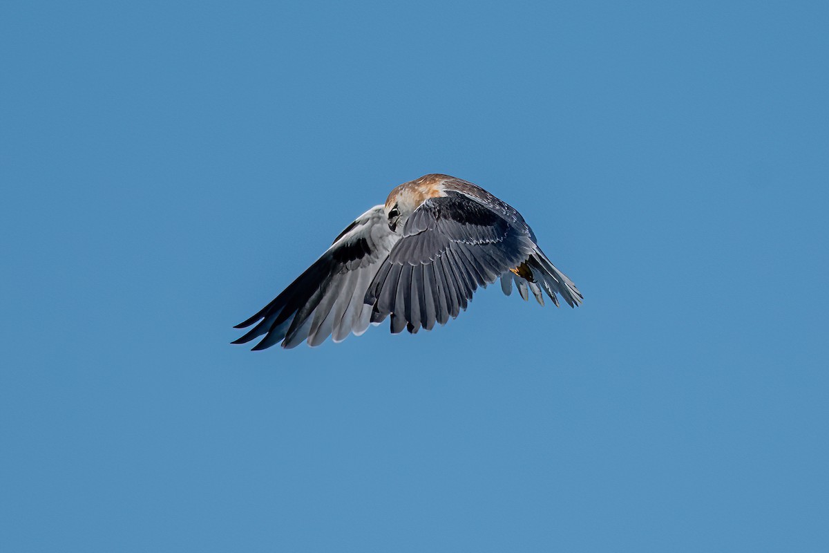 Black-shouldered Kite - ML585219671