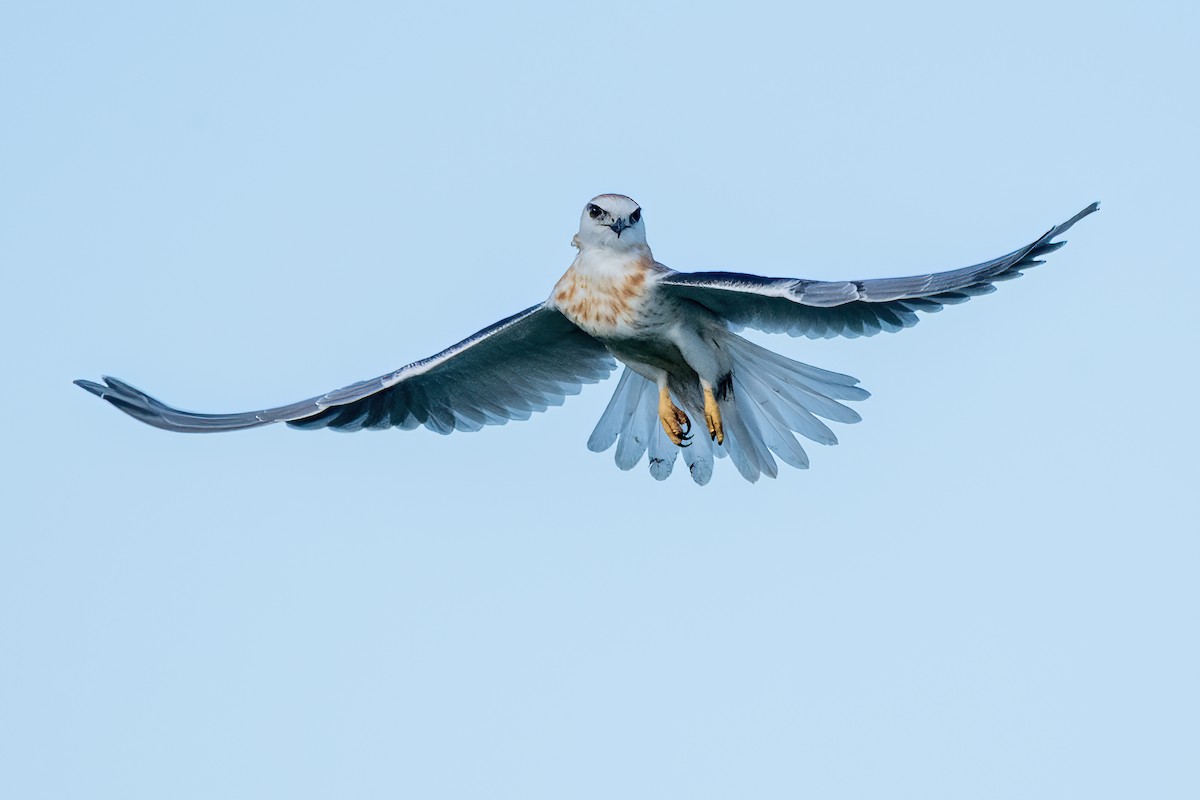 Black-shouldered Kite - ML585219691
