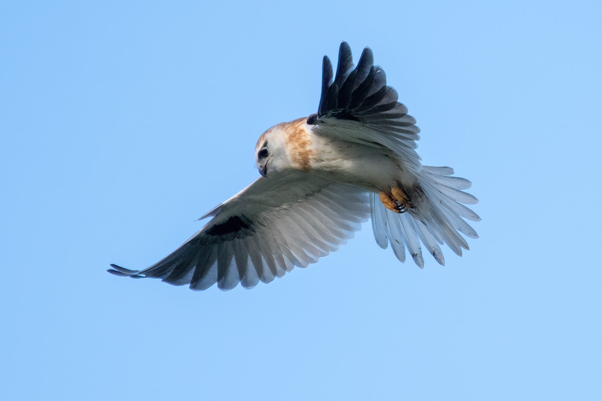 Black-shouldered Kite - ML585219701