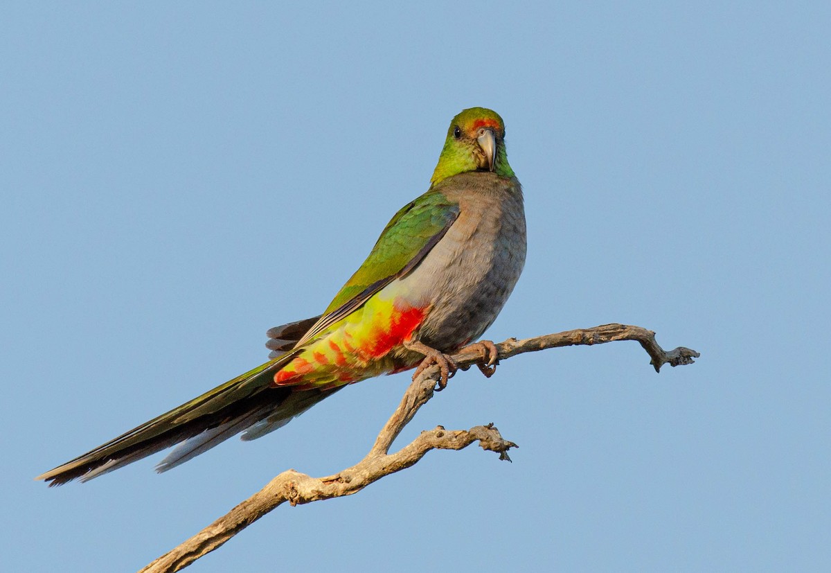 Red-capped Parrot - ML585220031