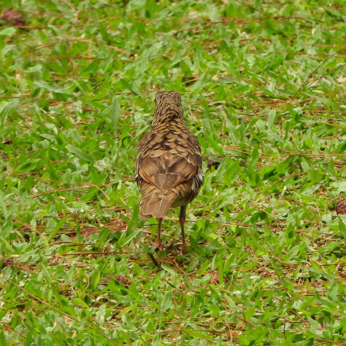 Scaly Thrush - ML585220091