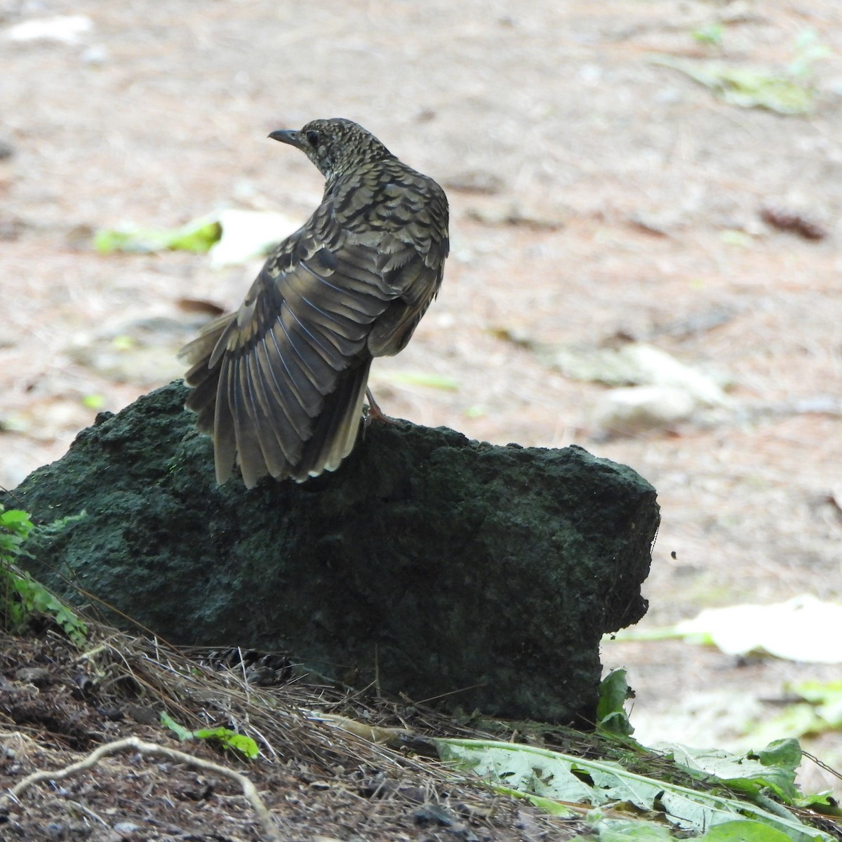 Scaly Thrush - ML585220111