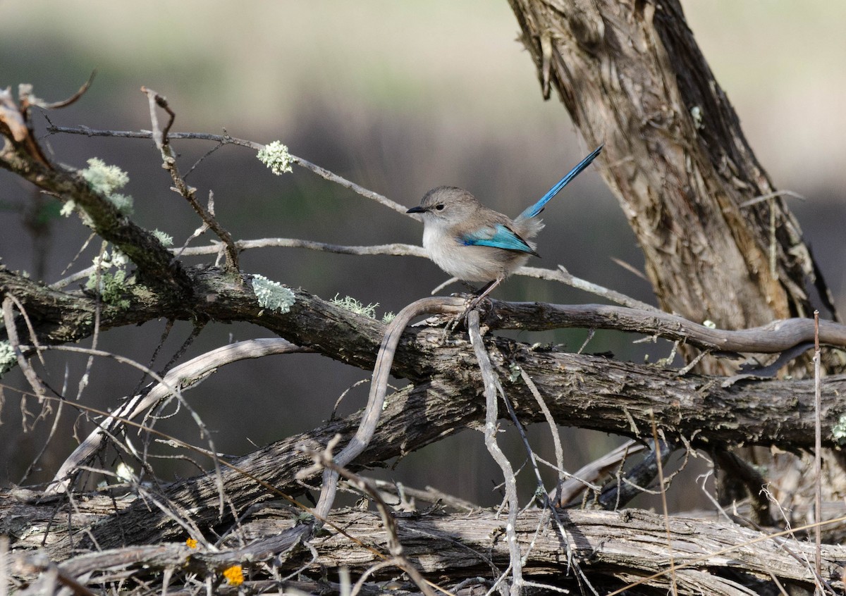 Splendid Fairywren - ML585220271