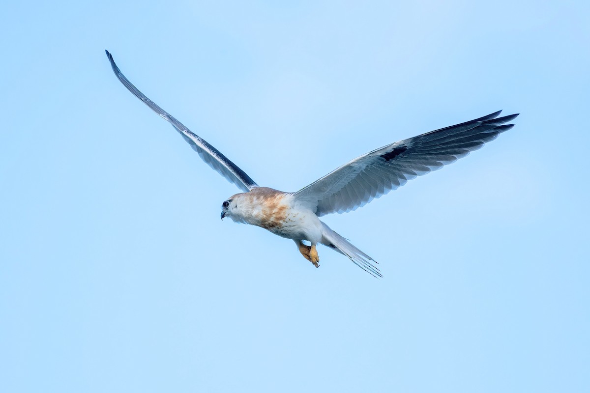 Black-shouldered Kite - ML585220281