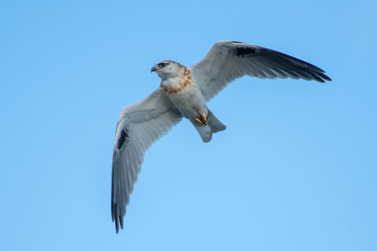 Black-shouldered Kite - ML585220301
