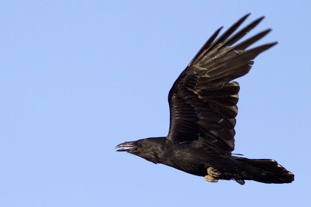 Chihuahuan Raven - Richard Bunn