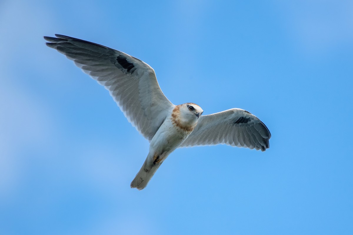 Black-shouldered Kite - ML585220611