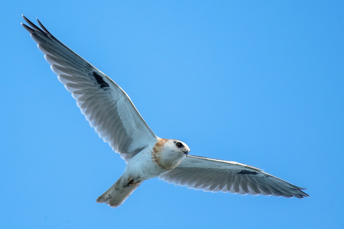 Black-shouldered Kite - ML585220621