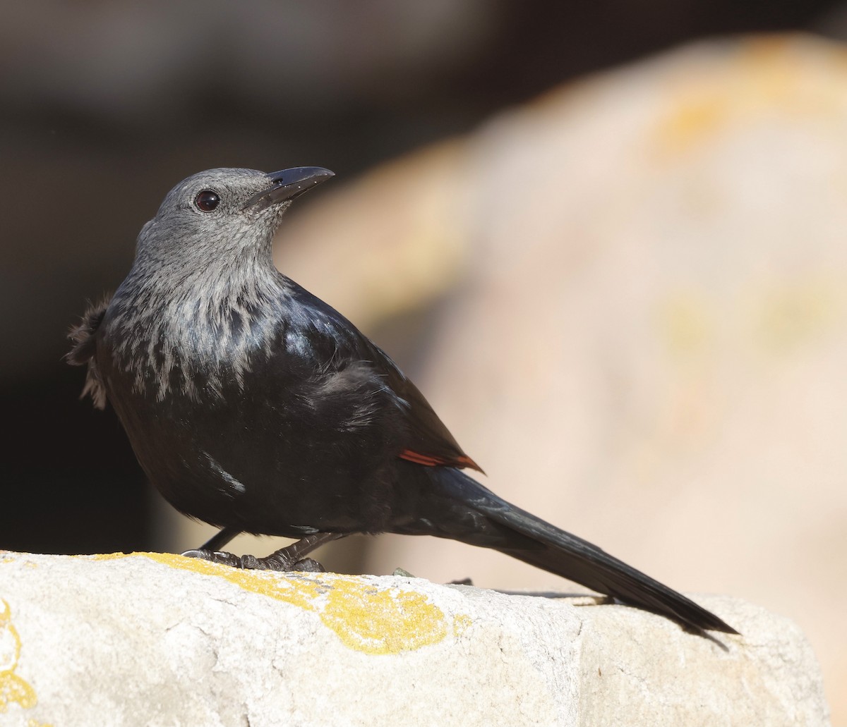 Red-winged Starling - ML585220691