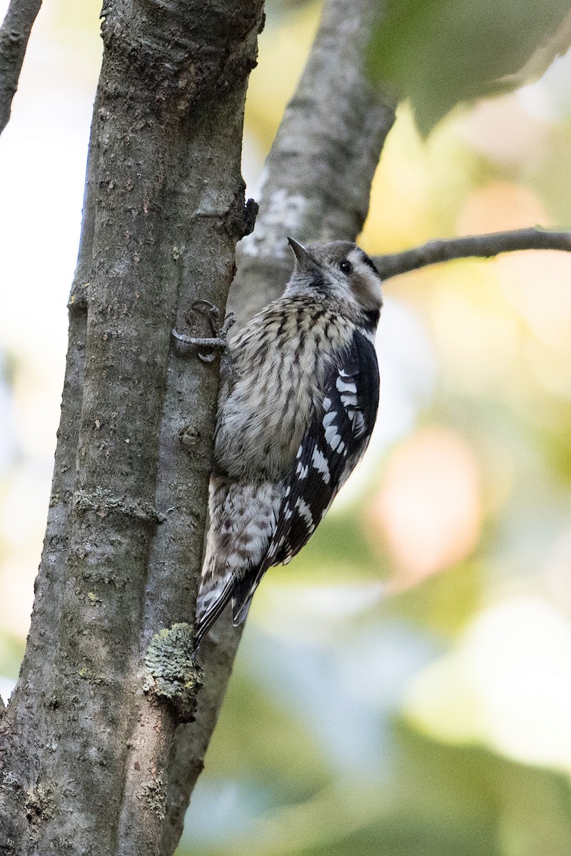 Gray-capped Pygmy Woodpecker - ML585224381