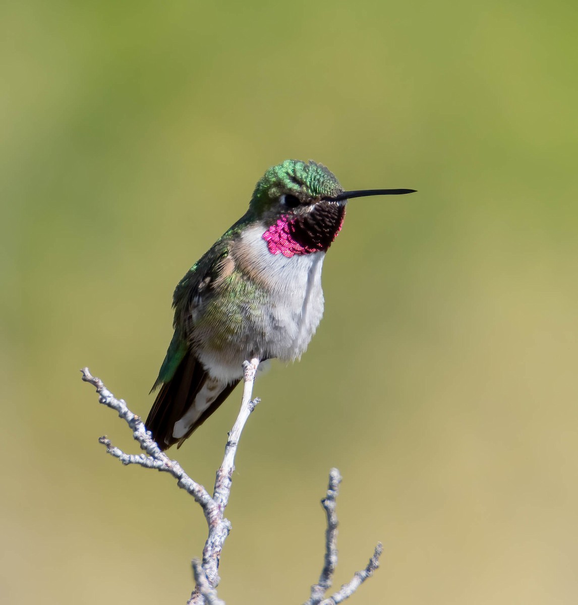 Broad-tailed Hummingbird - ML585225111