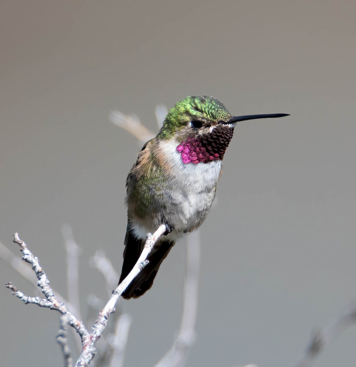 Broad-tailed Hummingbird - ML585225121