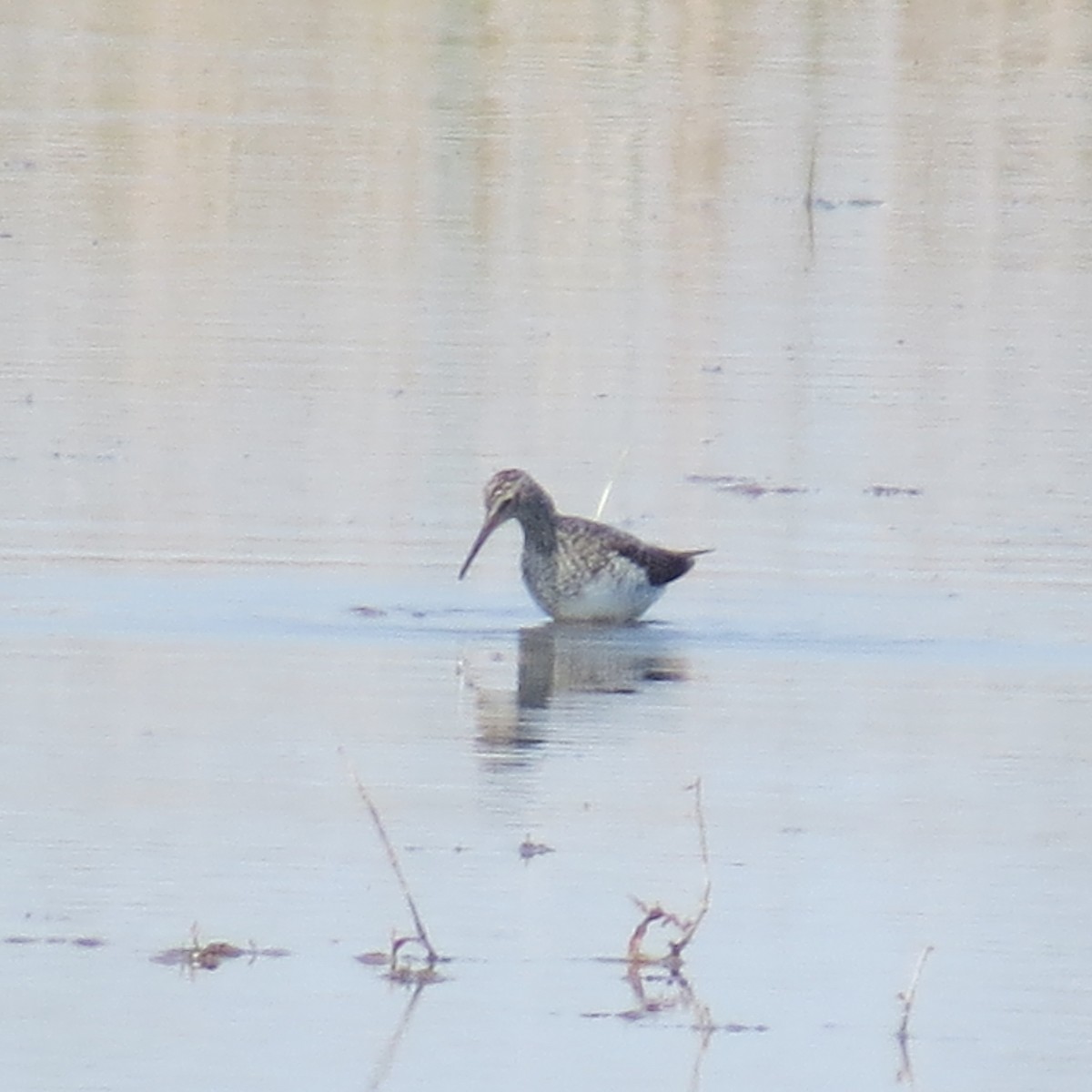 Solitary Sandpiper - David Huff