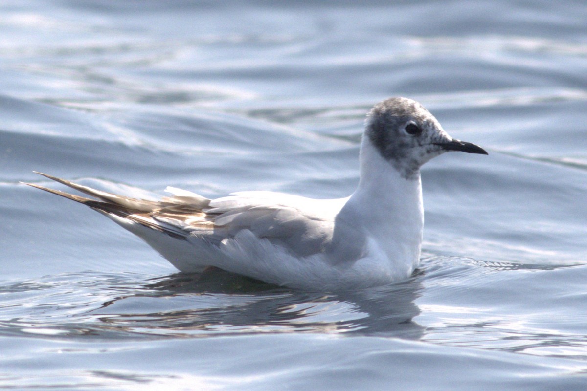 racek Bonapartův - ML585225531