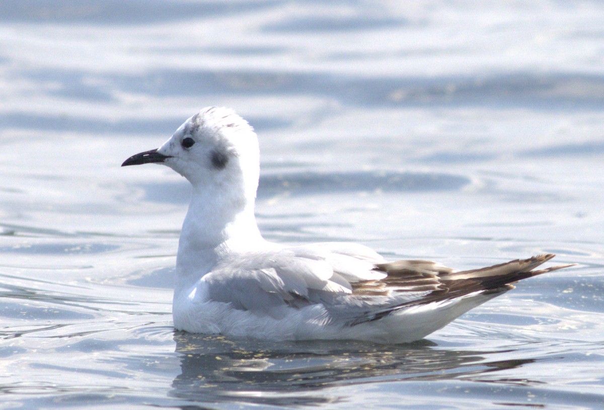 Bonaparte's Gull - Gilles Forget