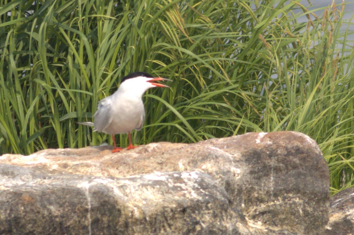 rybák obecný - ML585225601