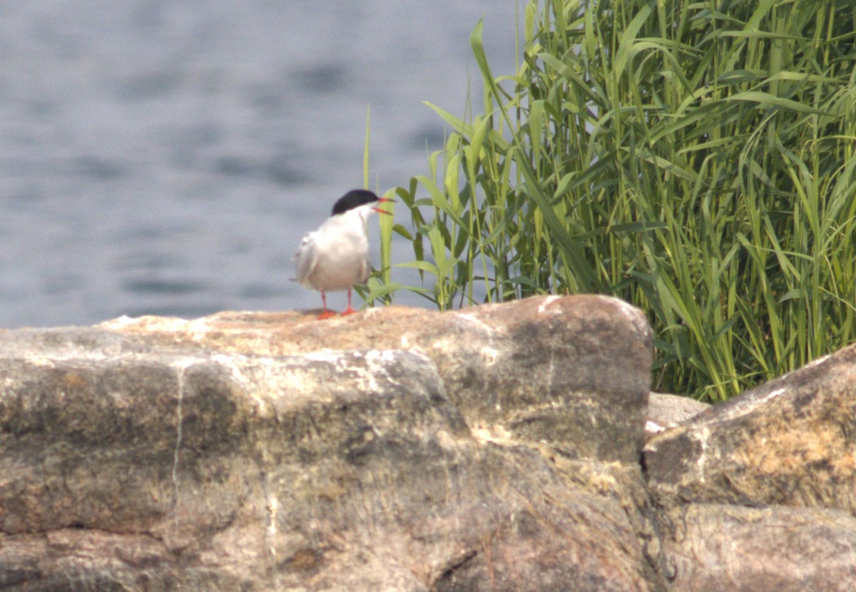 rybák obecný - ML585225641