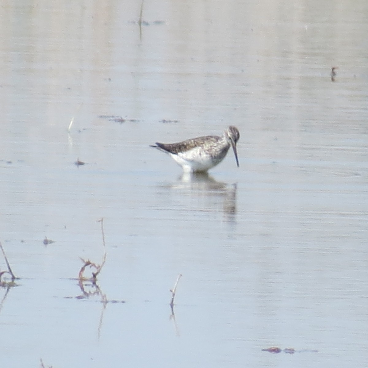 Solitary Sandpiper - David Huff