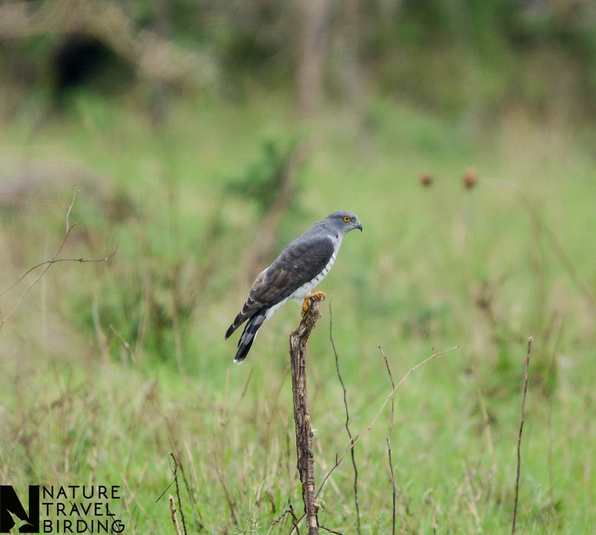 African Cuckoo-Hawk - ML585226721