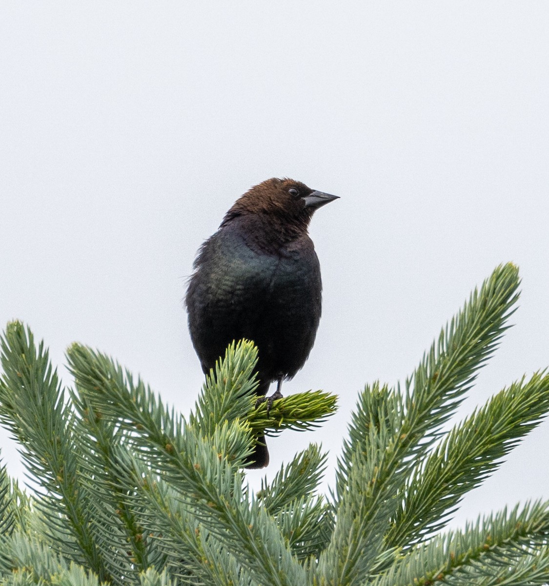 Brown-headed Cowbird - ML585226741