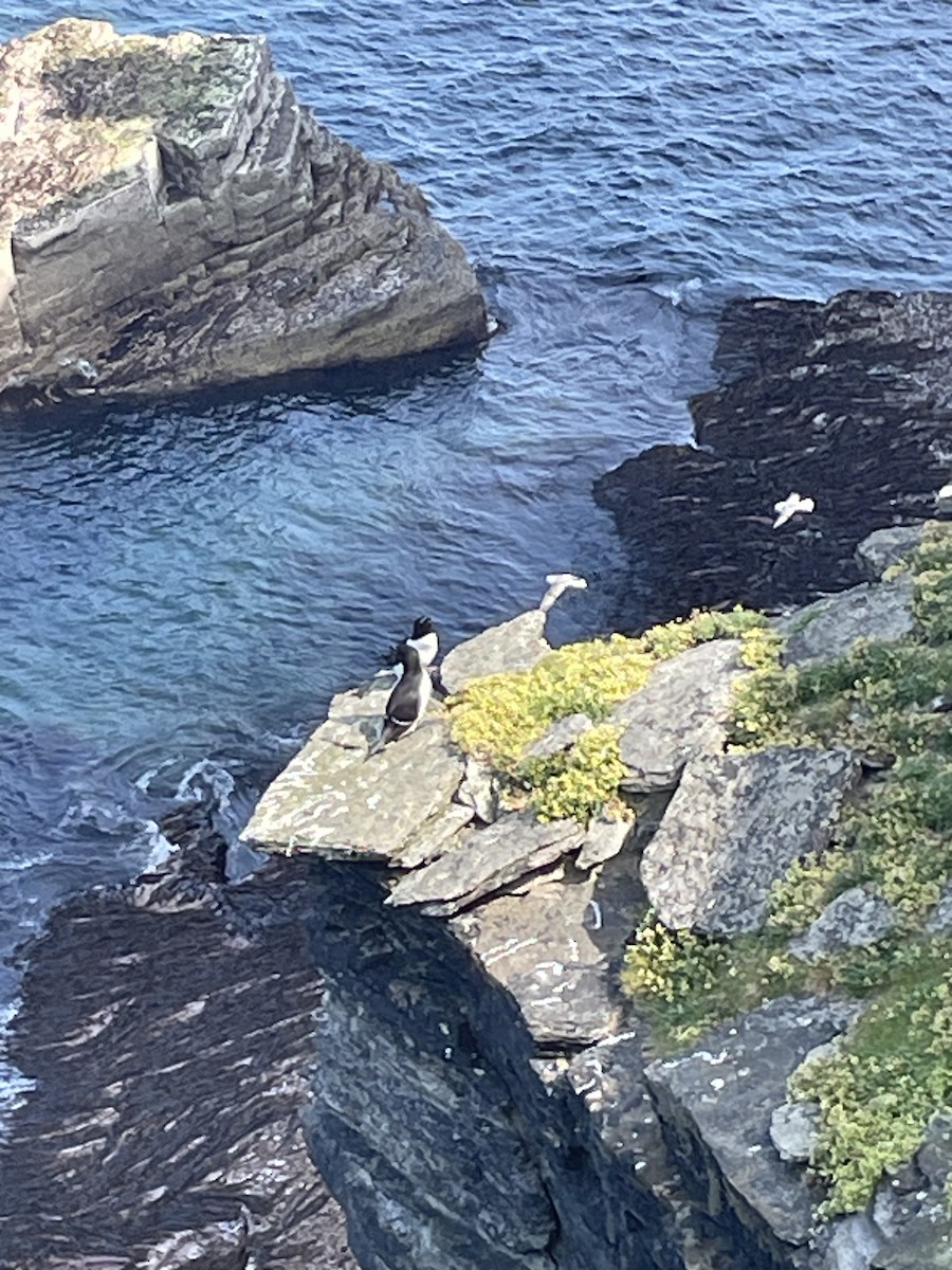 Razorbill - Varick Cowell