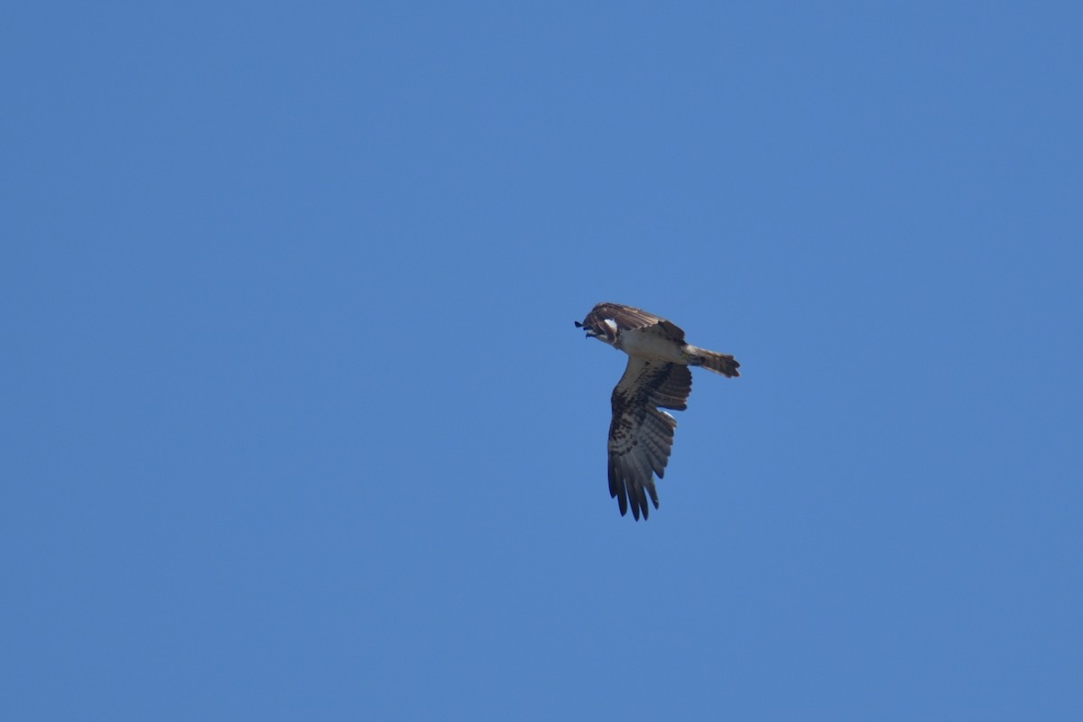 Osprey - Jorge  Safara