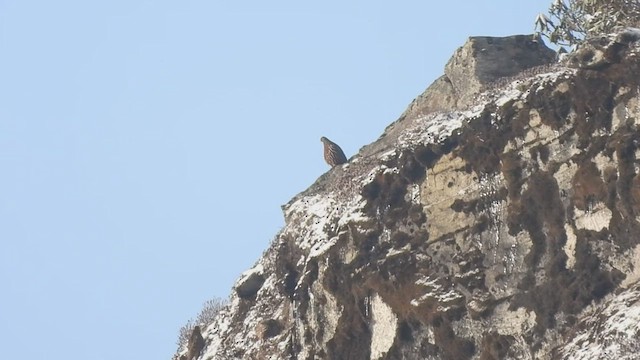 Snow Partridge - ML585227471