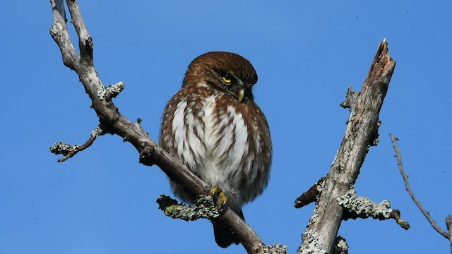 Austral Pygmy-Owl - ML585227711