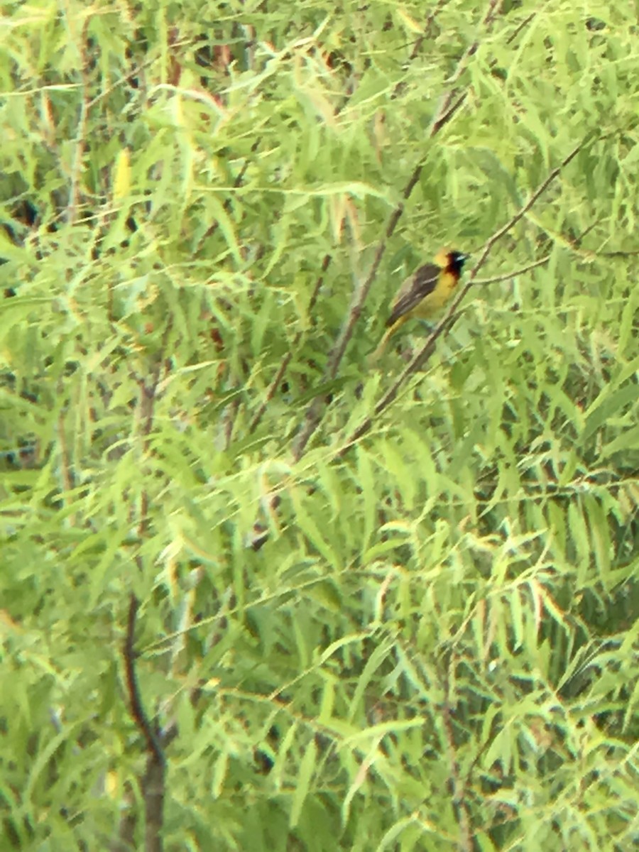 Orchard Oriole - ML58522881