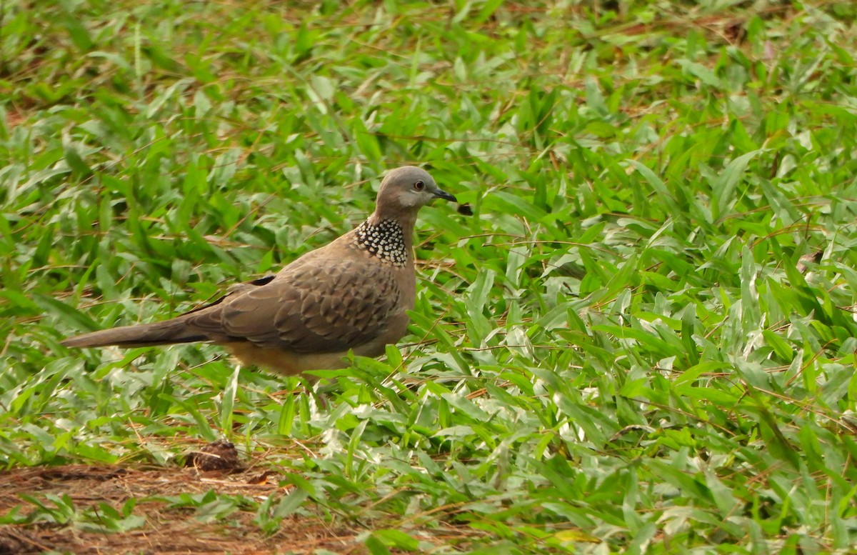 Spotted Dove - ML585229741