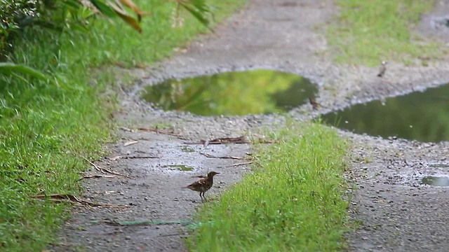 虎斑地鶇 - ML585230961