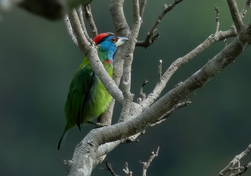 Blue-throated Barbet - ML585231641