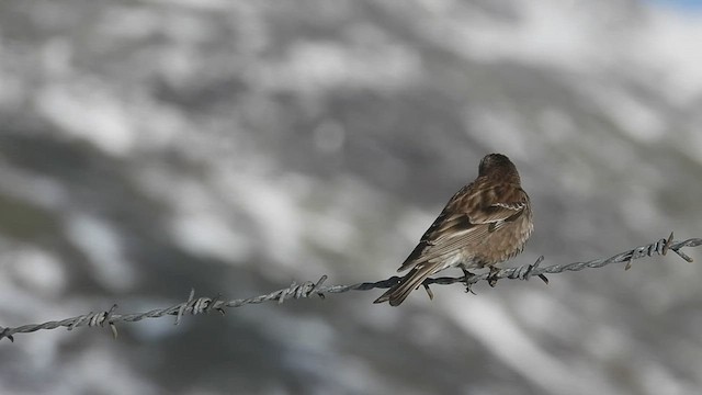 Plain Mountain Finch - ML585231761