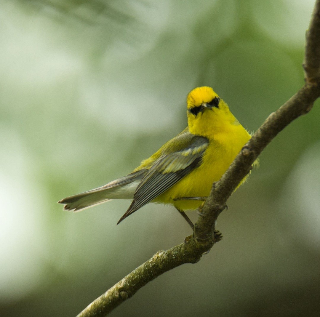 Blue-winged Warbler - ML585231941