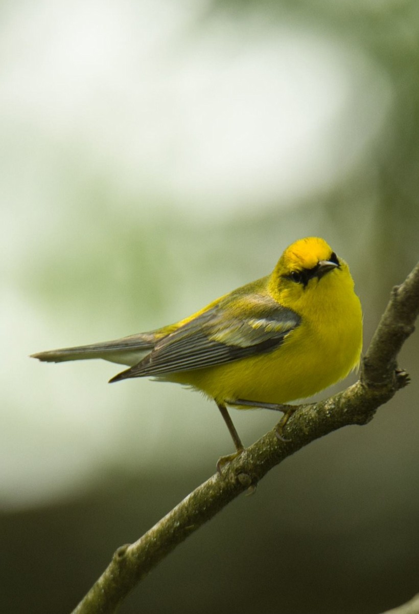 Blue-winged Warbler - ML585231951