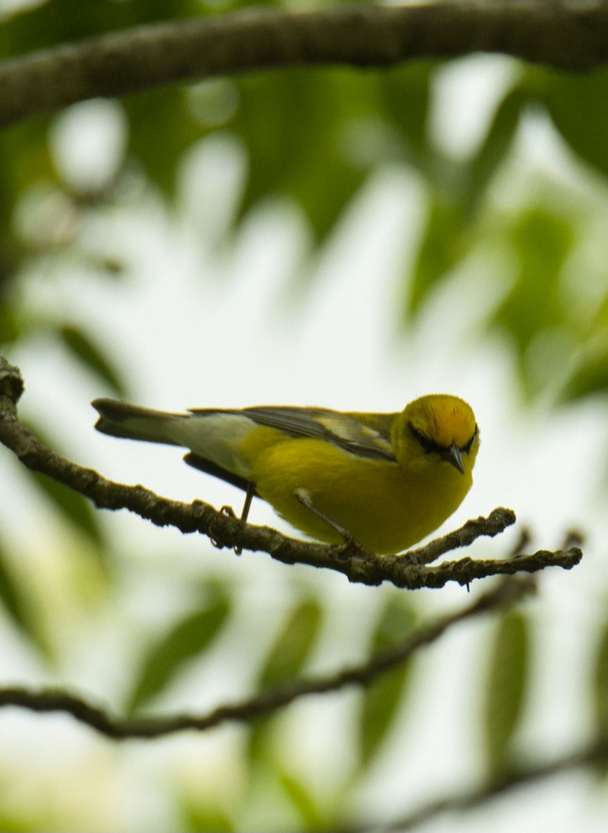 Blue-winged Warbler - ML585231961