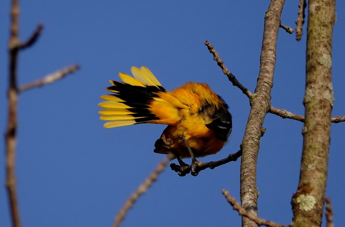 Baltimore Oriole - Linda Merry