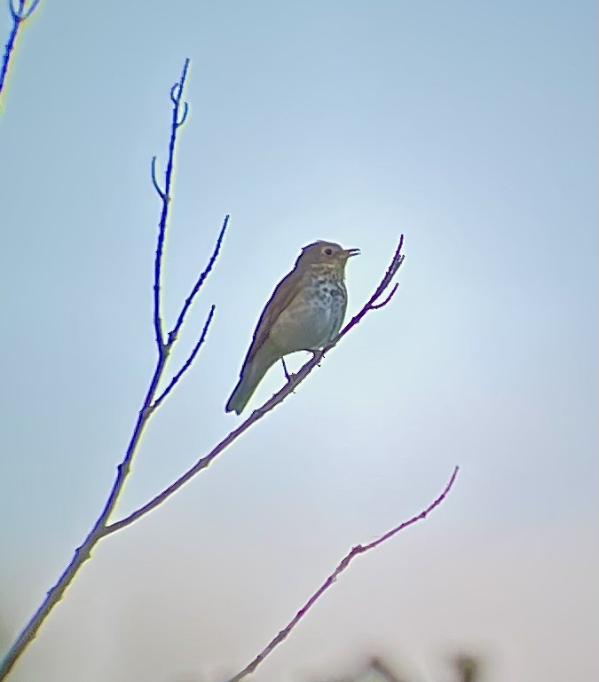 Swainson's Thrush - ML585232411