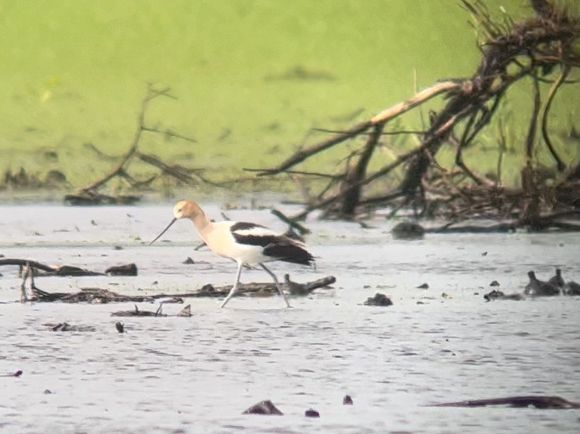 American Avocet - ML585234351