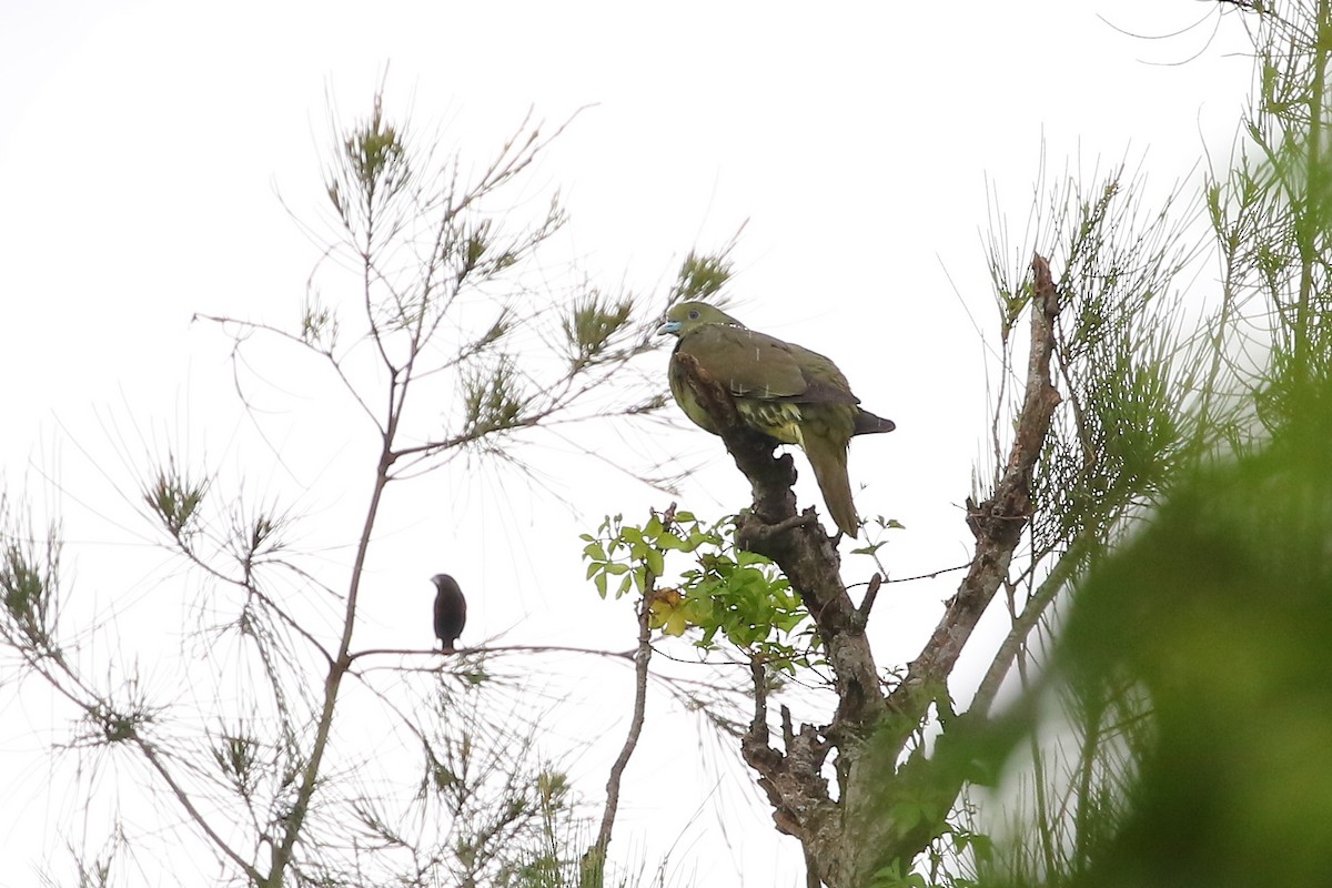 Whistling Green-Pigeon - ML585234581