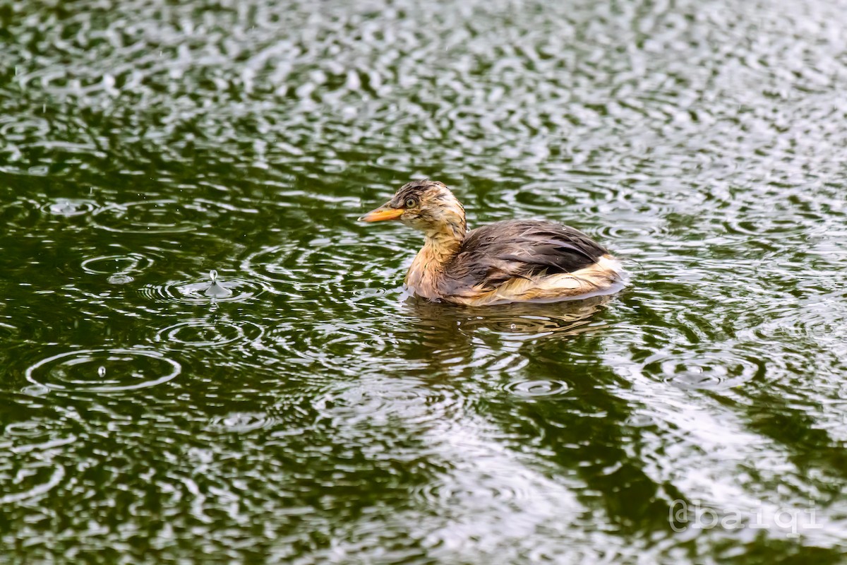 Little Grebe - ML585235471