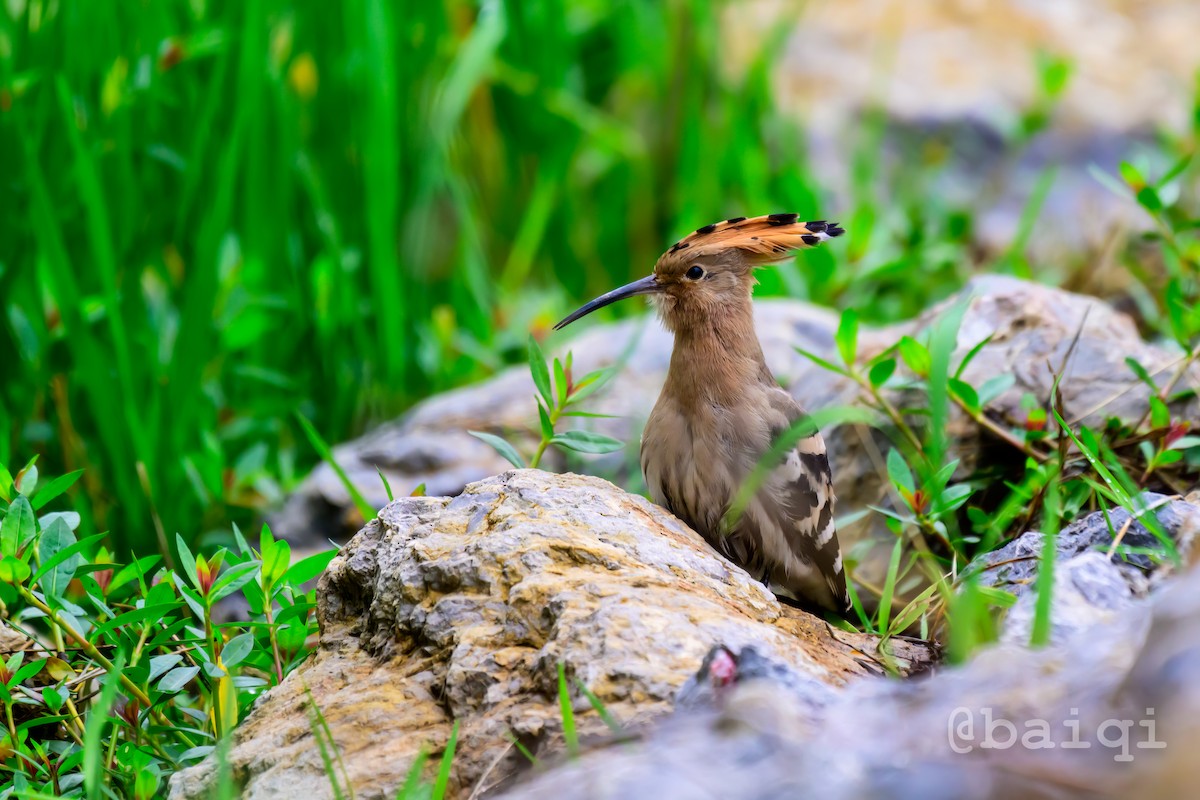 Eurasian Hoopoe - ML585235491