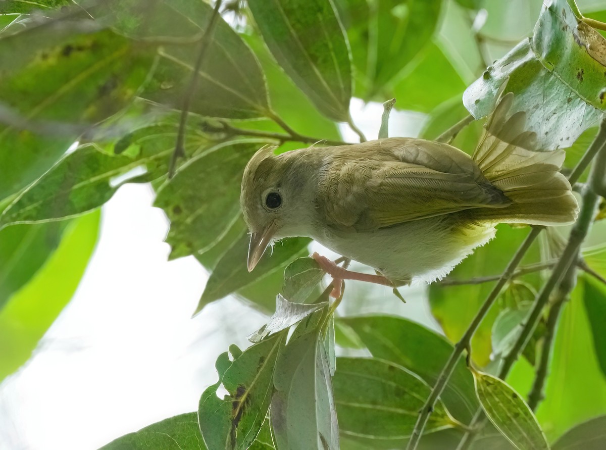 Yuhina Ventriblanca - ML585238691