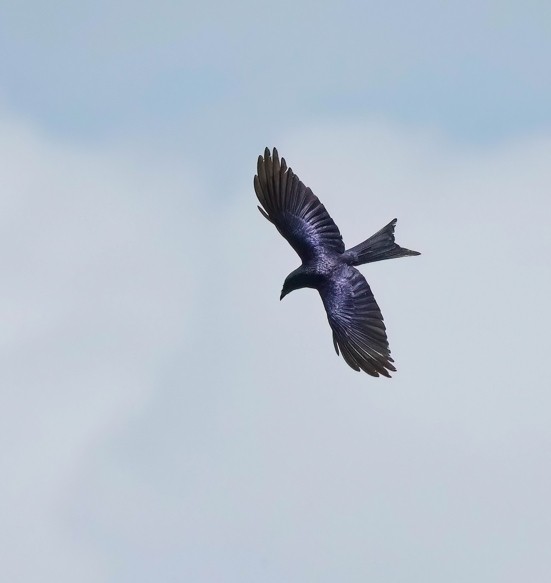 Drongo Bronceado - ML585238731