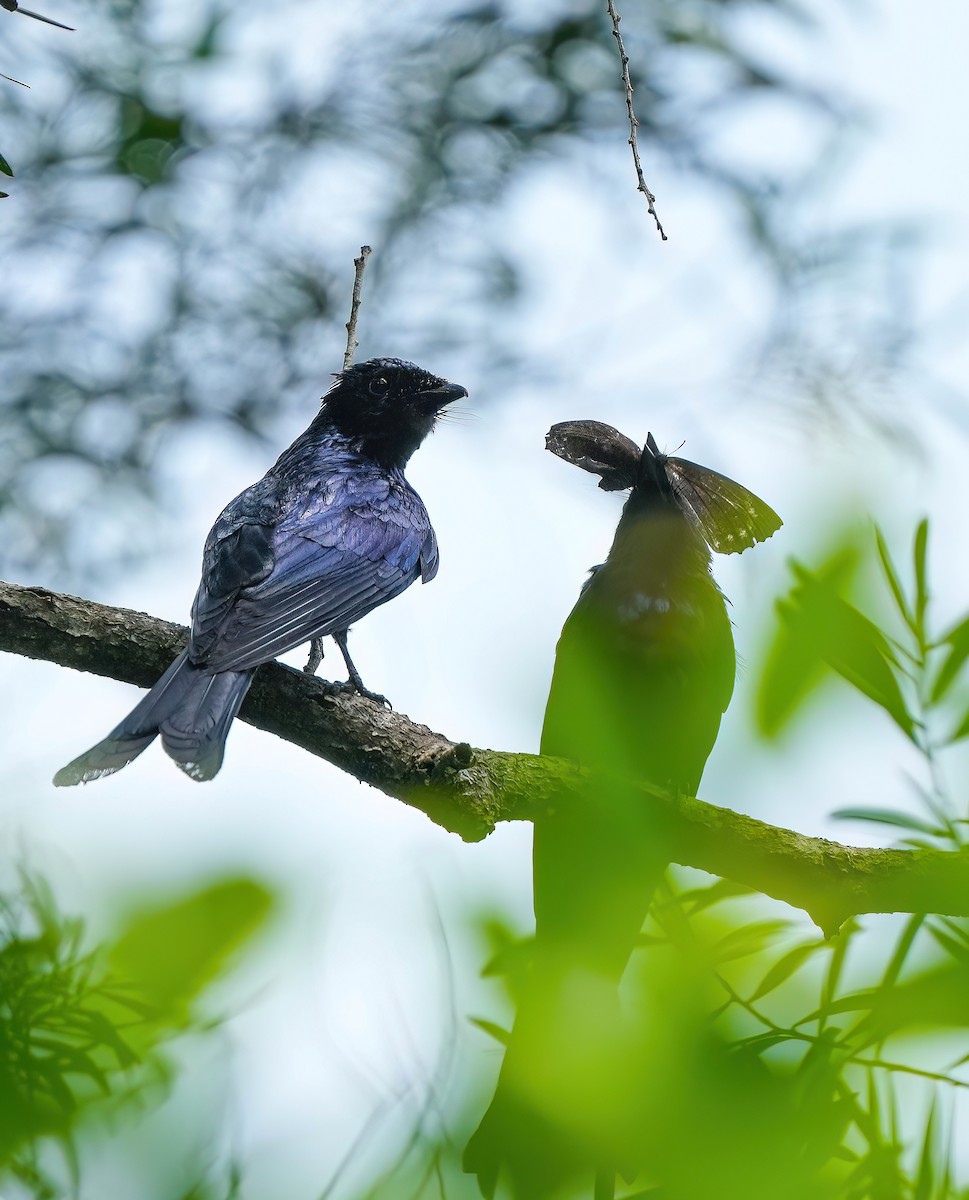 Drongo Bronceado - ML585238741