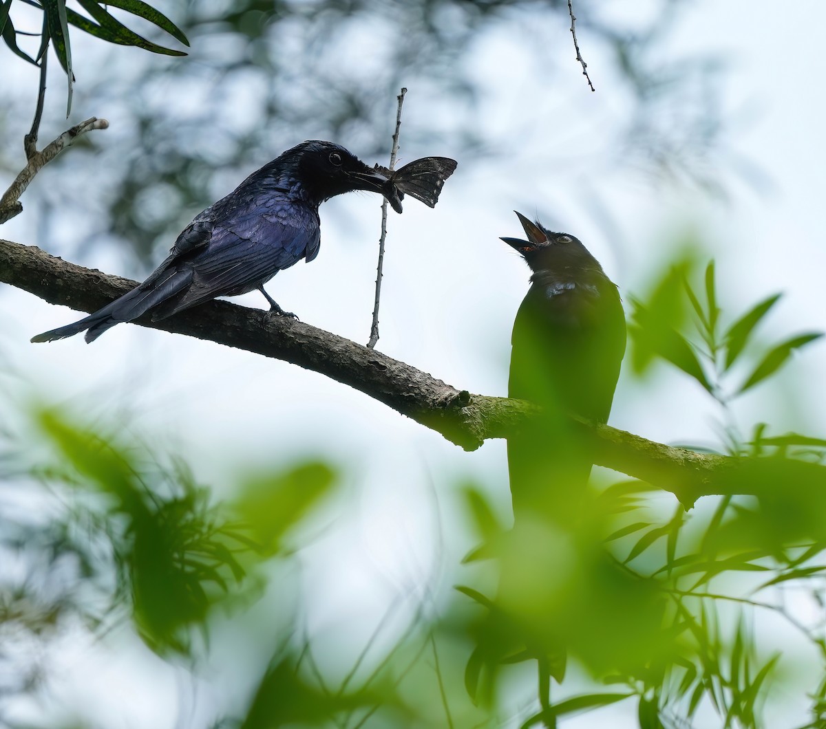 Drongo Bronceado - ML585238761