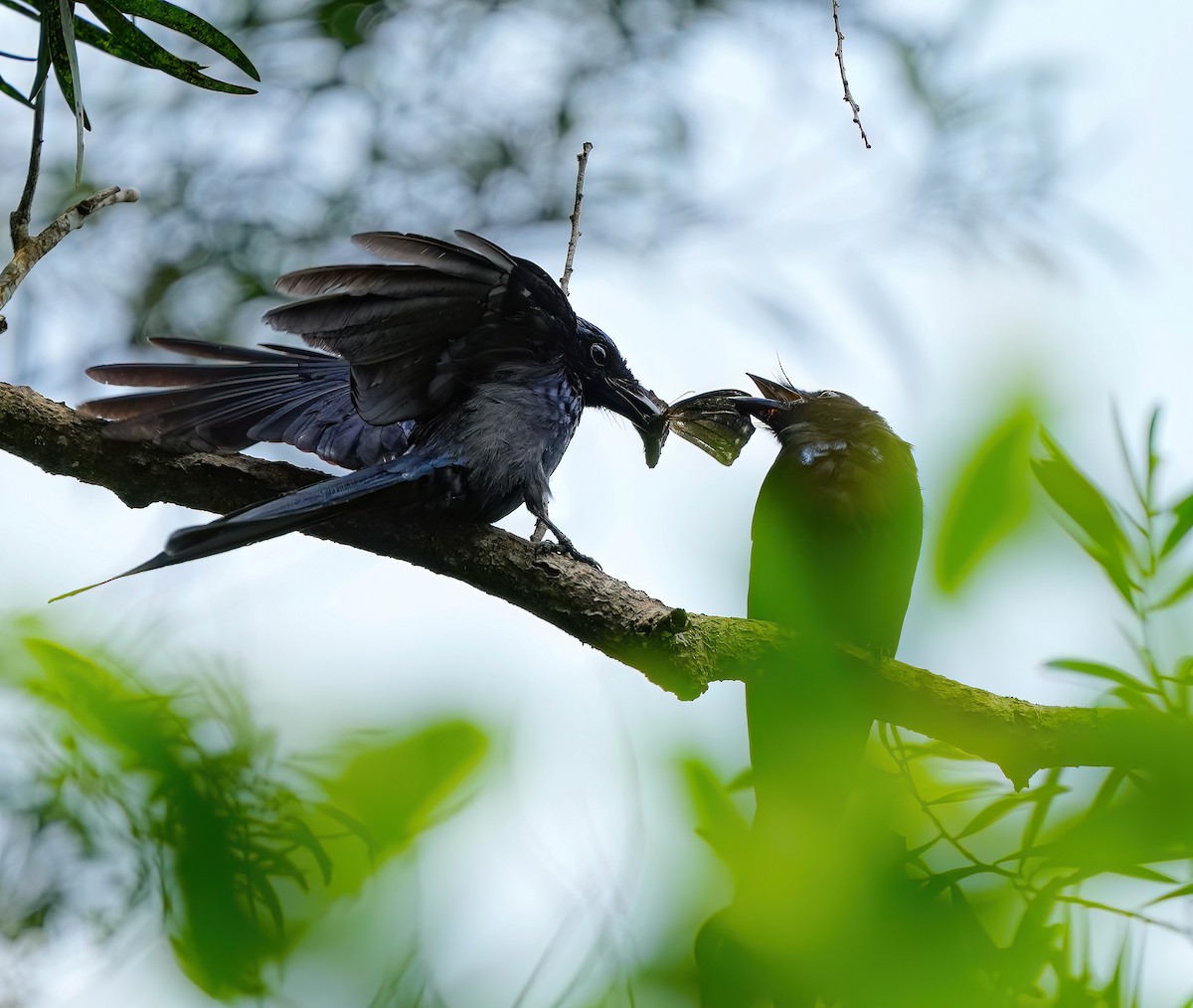 Drongo Bronceado - ML585238771