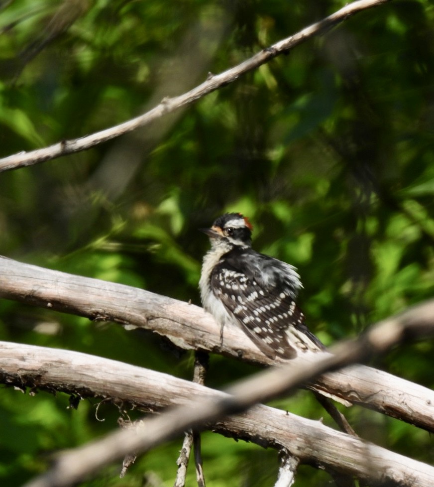 Downy Woodpecker - ML585240171